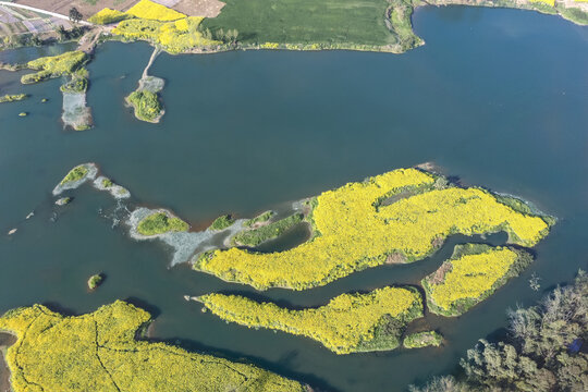 岛屿油菜花