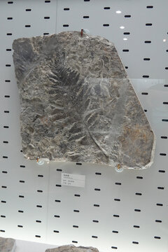 远古植物化石枝脉蕨化石