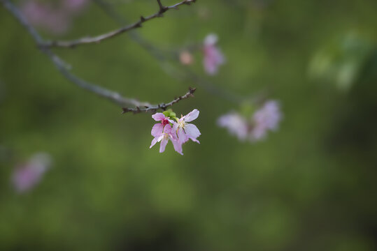 粉色樱花特写