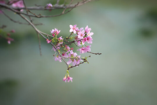 粉色樱花