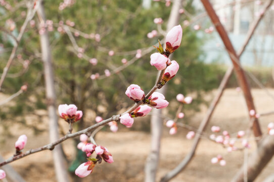 桃花