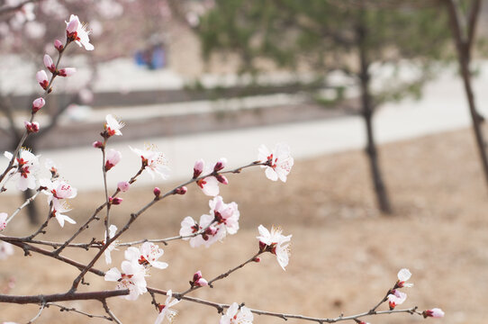 桃花