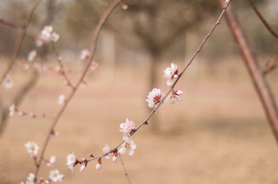 桃花