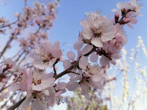 山桃花