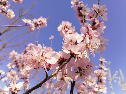 山桃花