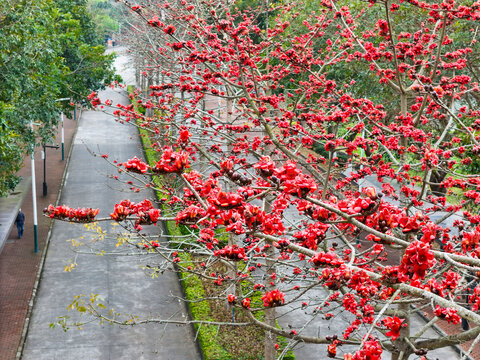 广州城市道路木棉花开