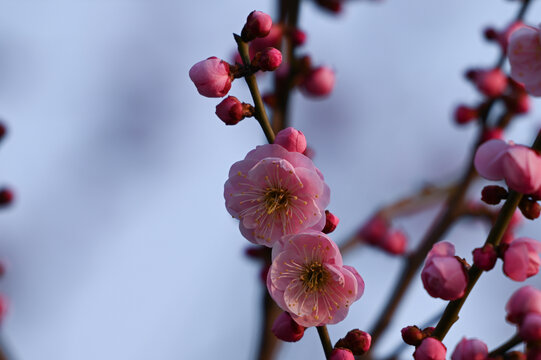 红梅盛开春天春暖花开梅花开放