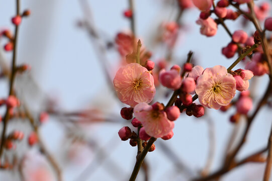 红梅盛开春天春暖花开梅花开放