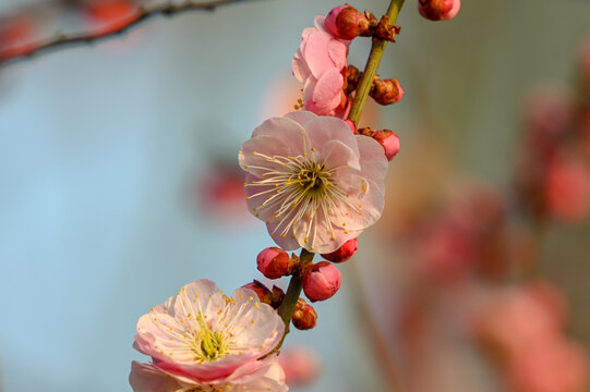 红梅盛开春天春暖花开梅花开放