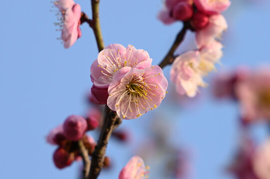 红梅盛开春天春暖花开梅花开放