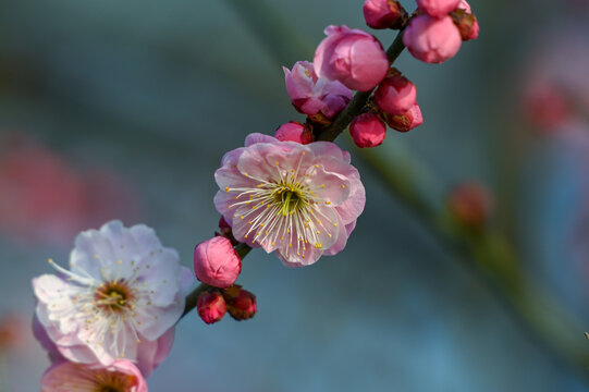 红梅盛开春天春暖花开梅花开放