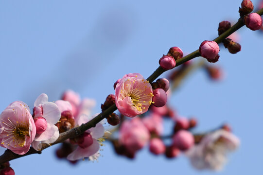 红梅盛开春天春暖花开梅花开放