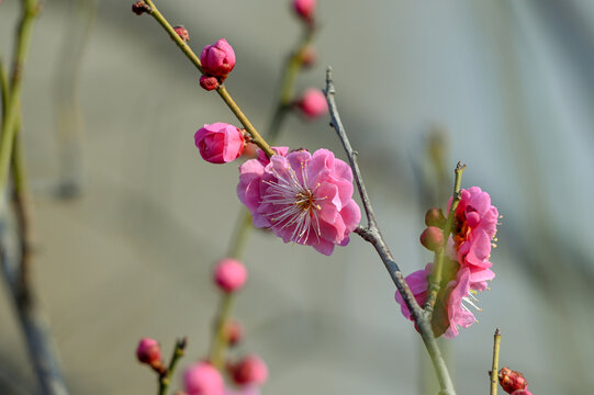 红梅盛开春天春暖花开梅花开放