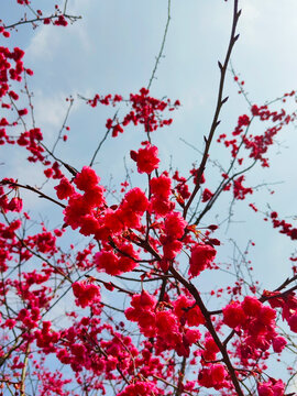 樱花花朵