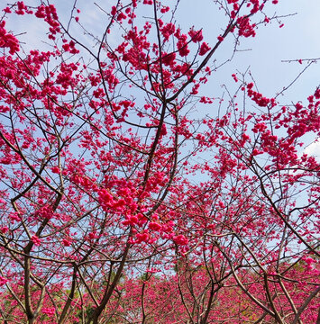 樱花背景