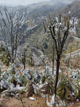 树上的雪