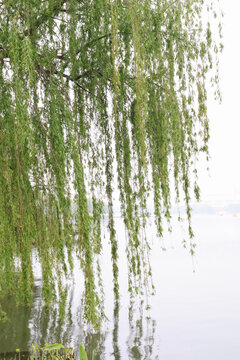 春天南京玄武湖边的柳树