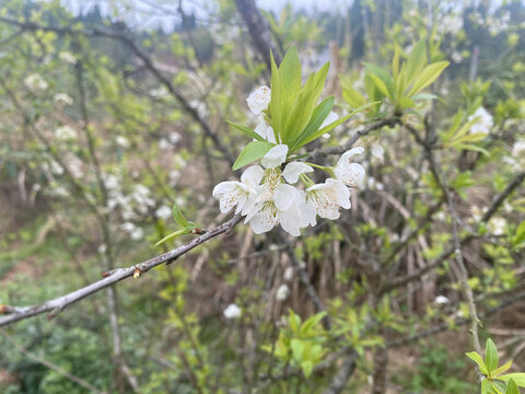 李子花