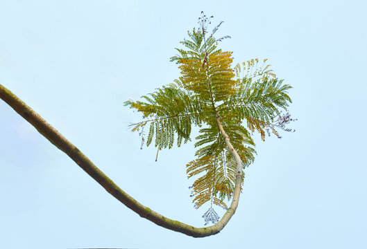 植物树木树叶枝丫叶子