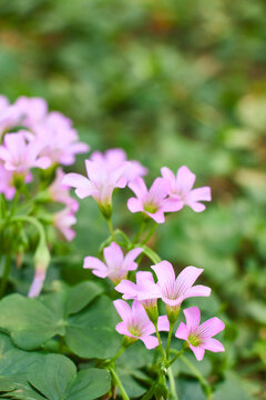 路边小花红花酢浆草鸠酸小花卉