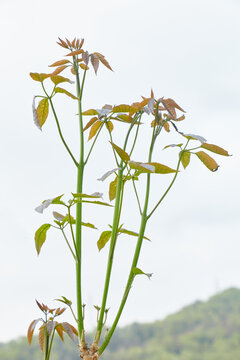 树木发芽春芽嫩芽新芽