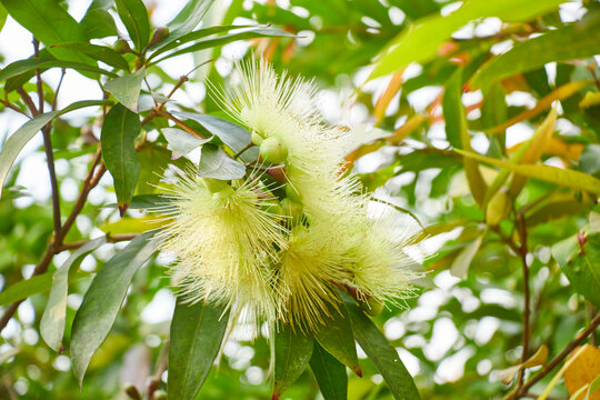 毛蛋花朵花毛茸茸花毛毛花