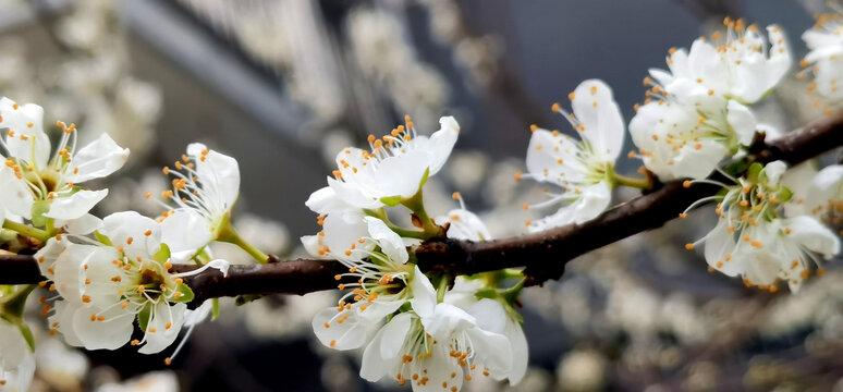 李子花