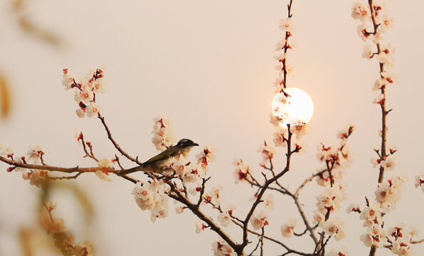 桃花夕阳风景画