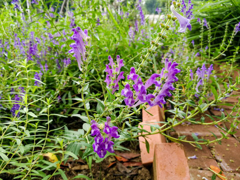 黄芩