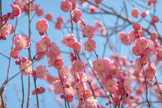 盛开的梅花