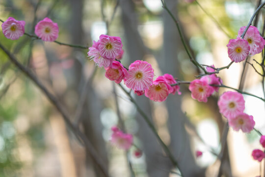 盛开的梅花