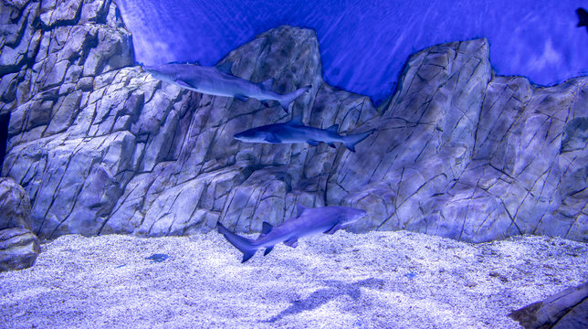 海底鲨鱼群