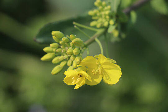 油菜花