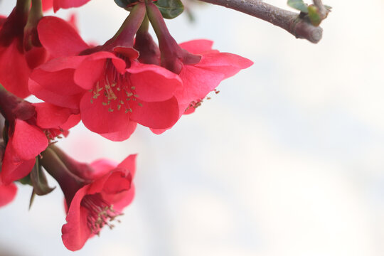 日本木瓜花