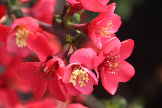 日本木瓜花