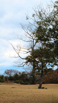 奈良公园风景