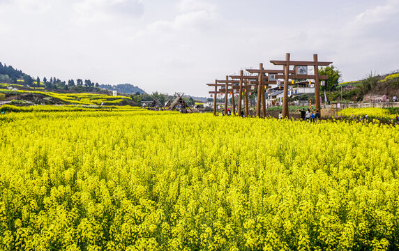 新农村油菜花地