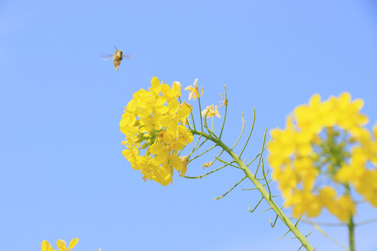 蓝天下的油菜花