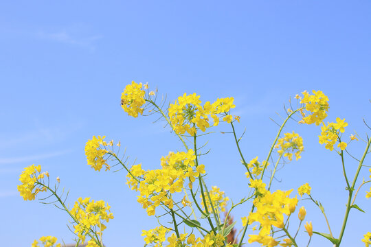 蓝天油菜花