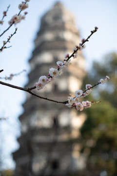 梅花