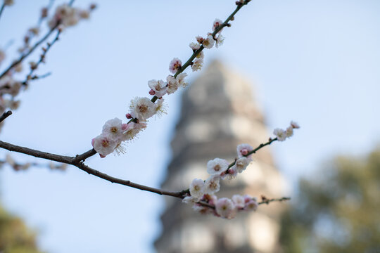 梅花