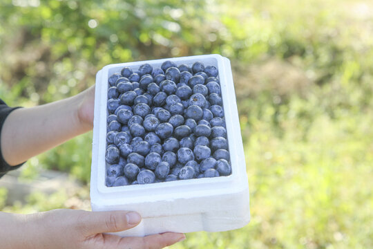 怡颗莓蓝莓
