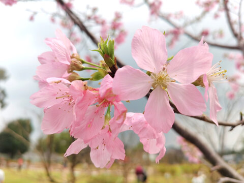 樱花