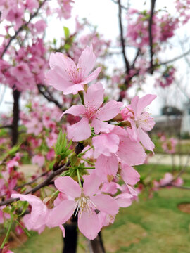 樱花