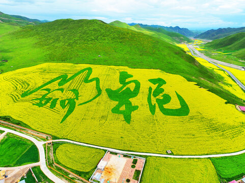 航拍甘肃甘南卓尼油菜花海