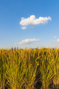 蓝天背景水稻