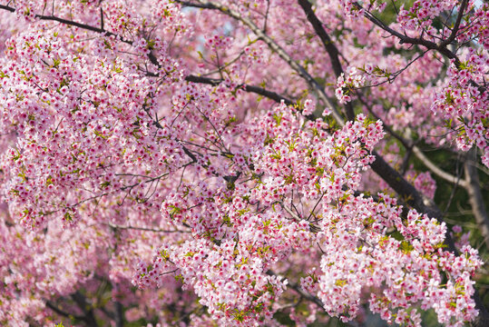 樱花树