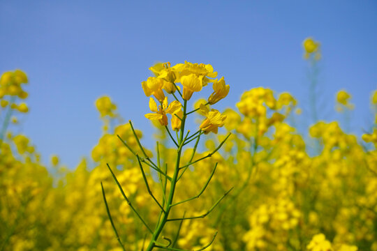 油菜花