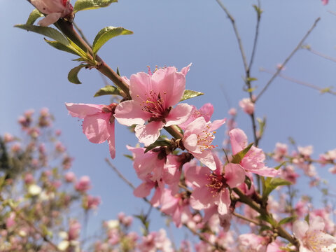 一枝桃花