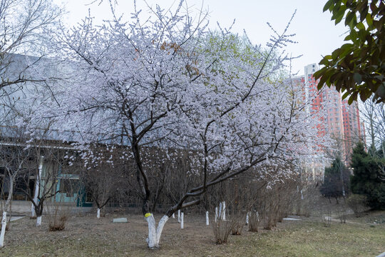 春天公园里盛开的杏花